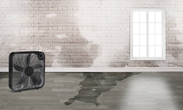 Best Water damage contractors near me  in Yellville, AR
